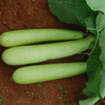 Bottle Gourd - Image 2