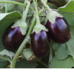 Brinjal Kokila - Image 2