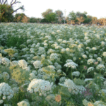 Carrot (Rajrani) - Image 2