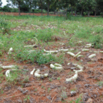 Bottle Gourd - Image 3