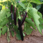 Brinjal - Image 3