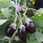 Brinjal Kokila - Image 3