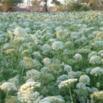 Carrot (Rajrani) - Image 3