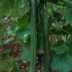 Ridge Gourd - Image 2
