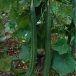 Ridge Gourd - Image 3