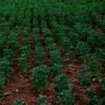 Cluster Beans - Image 2