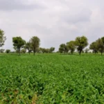 Cluster Beans - Image 3