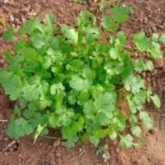 Coriander - Image 2