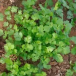 Coriander - Image 3