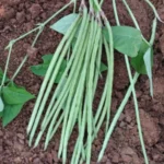 Cowpea - Image 3
