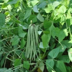 Cowpea - Image 2