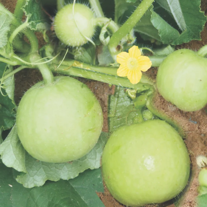 Untitled design (18) Tinda - Image 1