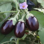 Brinjal Kokila
