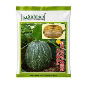 Pumpkin Shiva SAS-223