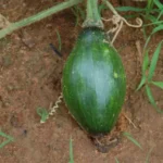 Pumpkin Shiva SAS-223 - Image 2
