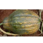 Pumpkin Shiva SAS-223 - Image 3